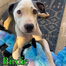 Thumbnail photo of Birdie #4