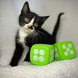 Thumbnail photo of Yahtzee #4