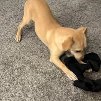 adopt-pet