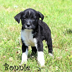 Thumbnail photo of Bonnie~adopted! #3