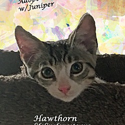Thumbnail photo of Adorable HAWTHORN & Juniper #3