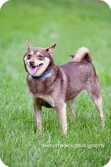 pomeranian feist mix
