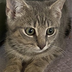 Thumbnail photo of Dabney (seeking loving home!) #4