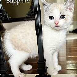 Thumbnail photo of Sapphire #2