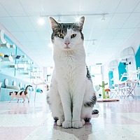 adopt a pet