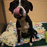 adopt a pet