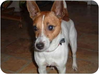 jack russell terrier fox terrier mix