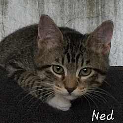 Thumbnail photo of Ned #1