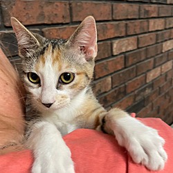 Thumbnail photo of CeeCee kitten #2