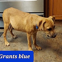 Photo of Grants blue Morgan