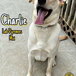 Photo of Charlie