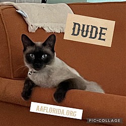 Photo of Dude