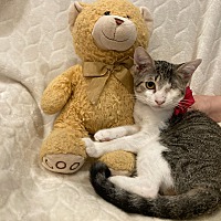 adopt a pet