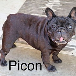 Thumbnail photo of Picon #2