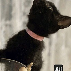 Thumbnail photo of JiJi (24-836) #3