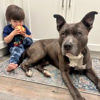 adopt a pet