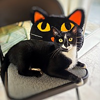 adopt a pet
