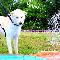 Thumbnail photo of Fabio~adopted! #1
