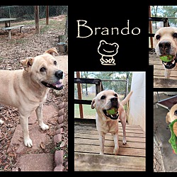Thumbnail photo of Brando #3