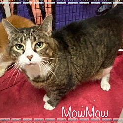 Photo of MOWMOW available 7/7