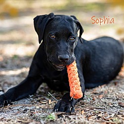 Thumbnail photo of Sophia #1