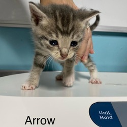 Thumbnail photo of Arrow #2