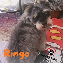 Thumbnail photo of Ringo #1