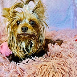 Thumbnail photo of Pixie #1