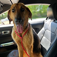 adopt a pet