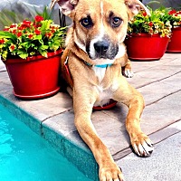 adopt a pet