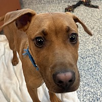 adopt a pet
