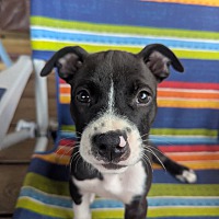 adopt a pet