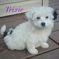 Thumbnail photo of Trixie #1