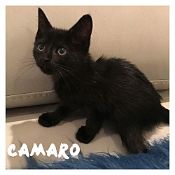 Photo of Camaro