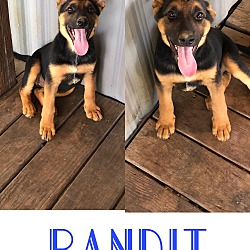 Photo of Bandit/adopted