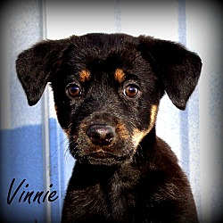 Thumbnail photo of Vinnie~adopted! #3