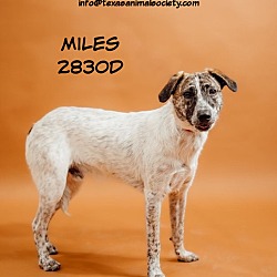 Photo of Miles