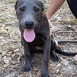 Photo of Candie