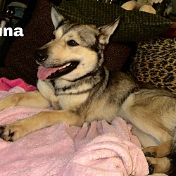 Thumbnail photo of Luna4 Adoption Pending #3