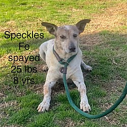 Photo of Speckles