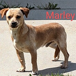 Thumbnail photo of Marley #1