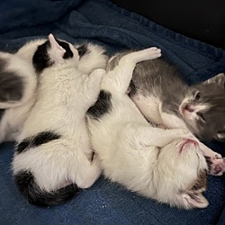 Thumbnail photo of Kismet (Destiny Kittens) #3