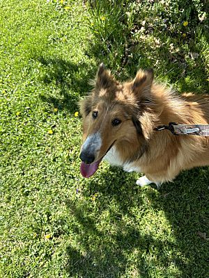 Denver, IN - Collie. Meet Zoey a Pet for Adoption - AdoptaPet.com