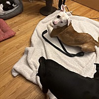 adopt a pet