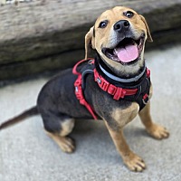 adopt a pet