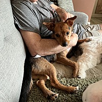 adopt a pet