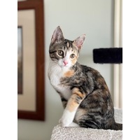 adopt-pet