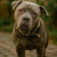 adopt-pet