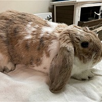 Photo of Will the bunny