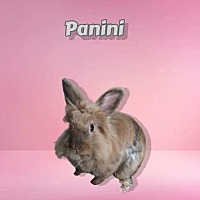 Photo of Panini (bonded to Tahini)